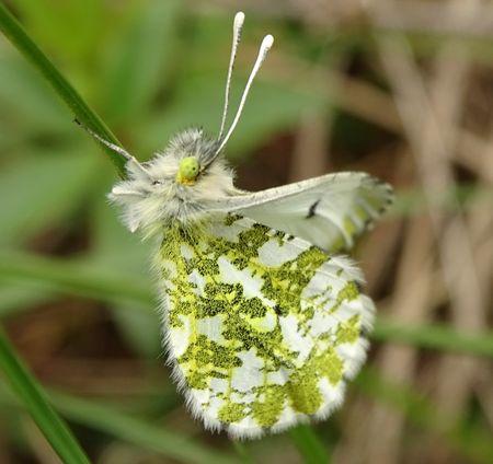 Réf. 231 685 : Anthocharis cardamines